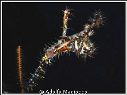 Ornate Ghostpipefish. by Adolfo Maciocco 